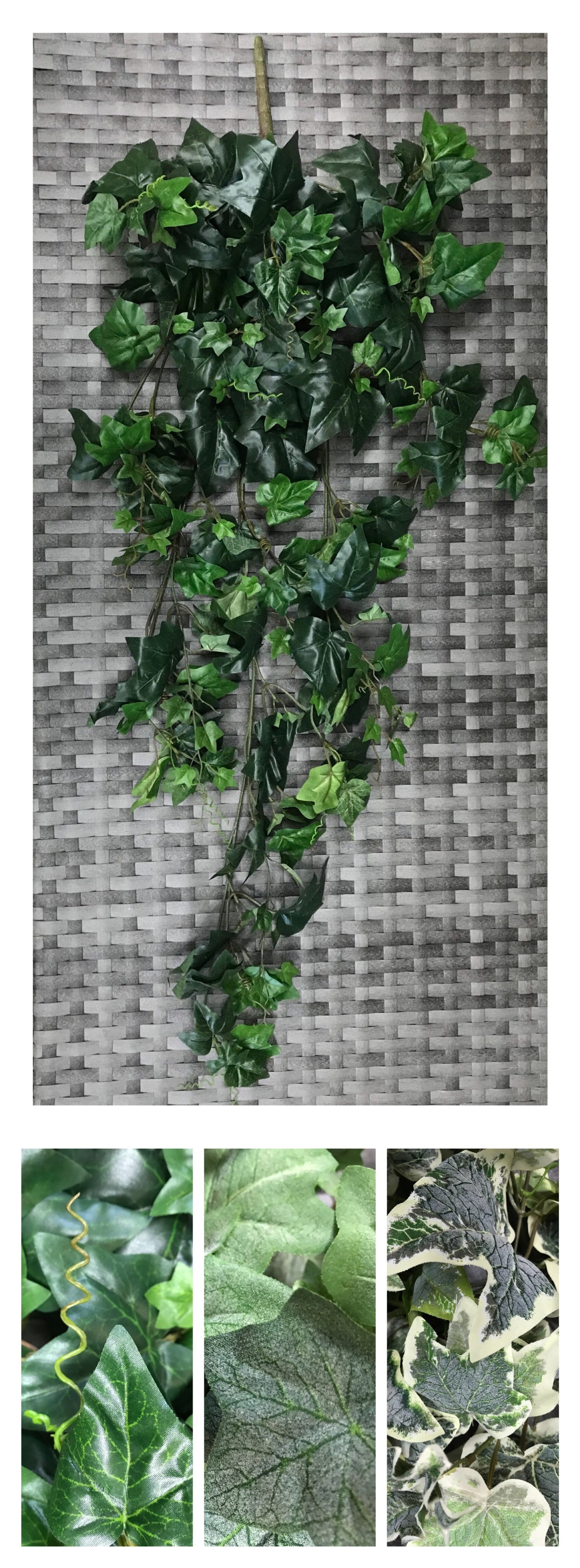 ivy eng bush 43'