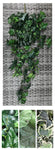 IVY ENG BUSH 43'
