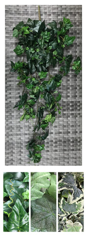 IVY ENG BUSH 43'