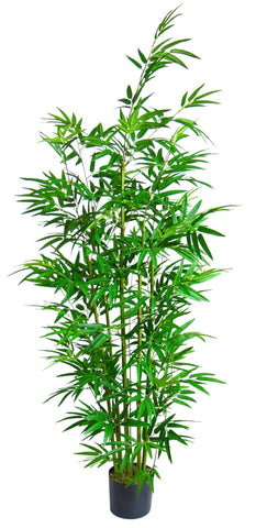 JAPANESE BAMBOO