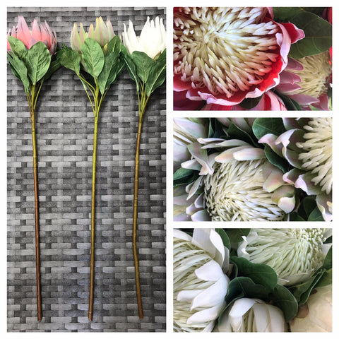 KING PROTEA