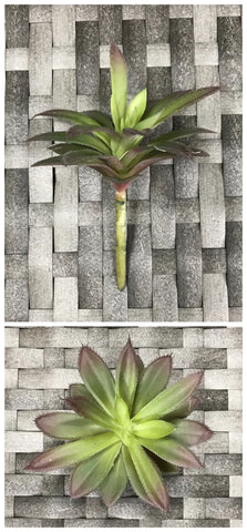 SUC MINI SPICKED AGAVE 7'' GR/BURG