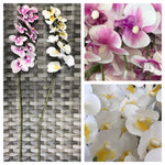 ORCHID MINI X12