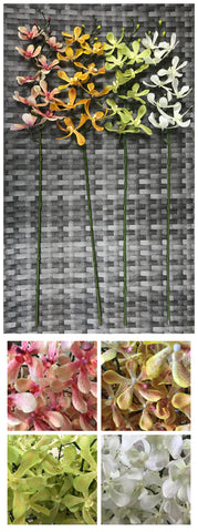 ORCHID WANDA X 9