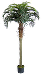 PHOENIX PALM
