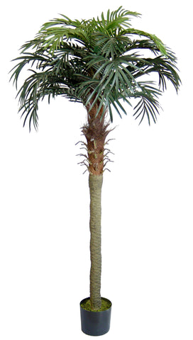 PHOENIX PALM
