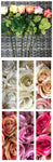 ROSE TF 68CM