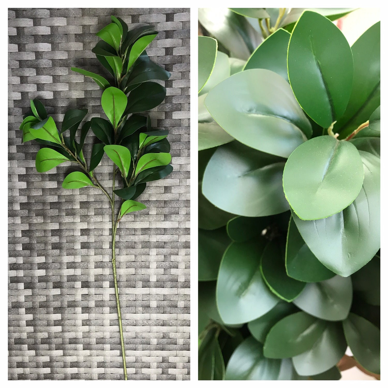 ruscus leaf