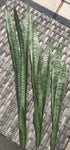 SANSEVIERIA