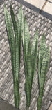 SANSEVIERIA