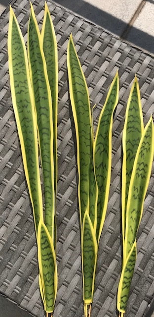 sansevieria