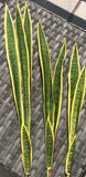 SANSEVIERIA