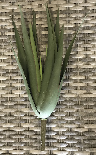 aloe forex