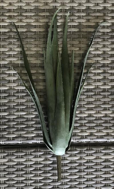 aloe forex