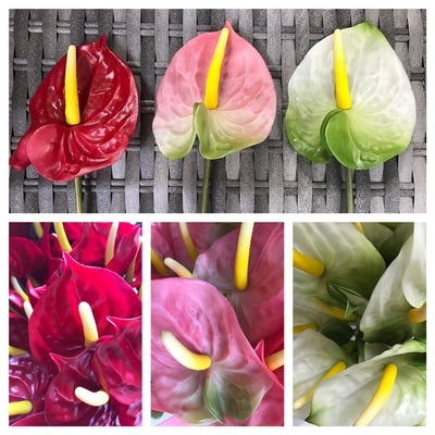 ANTHIRIUMS
