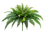 BOSTON FERN BUSH