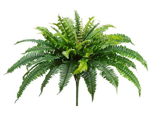 BOSTON FERN BUSH