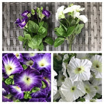 PETUNIA BUSH