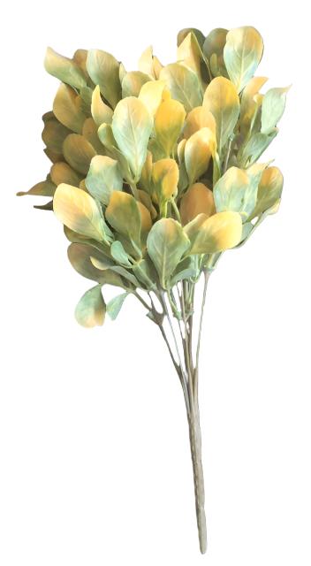 eucalyptus bush